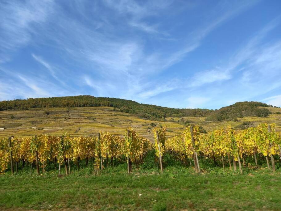 S'Gleina Gleck, In The Heart Of A Wine City, Charmant Studio 1 Piece Et 1 Salle De Bain Kaysersberg-Vignoble Buitenkant foto